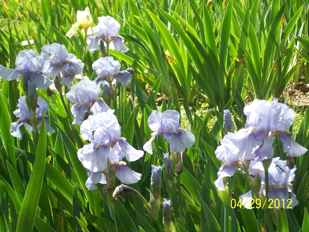 Photo of Intermediate Bearded Iris (Iris 'Fantastic Blue') uploaded by Misawa77