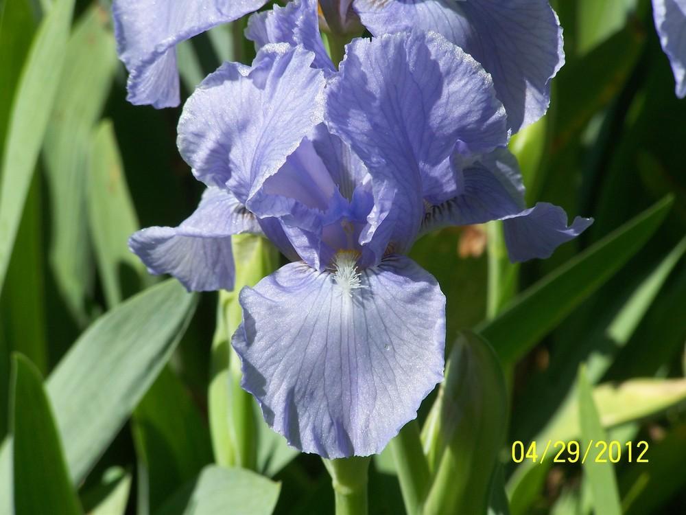 Photo of Intermediate Bearded Iris (Iris 'Sea Patrol') uploaded by Misawa77