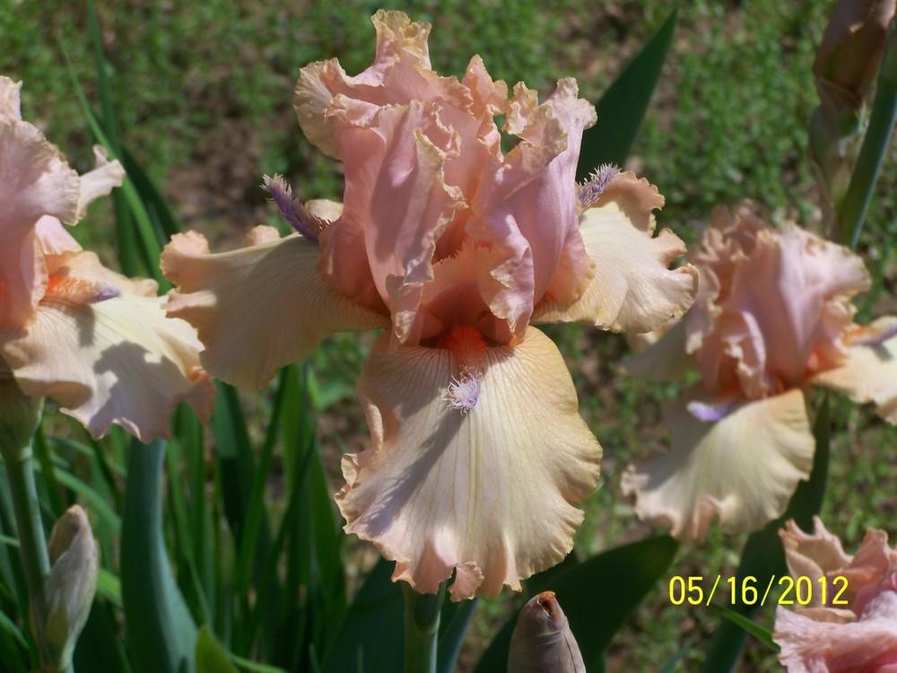 Photo of Tall Bearded Iris (Iris 'High Spirited') uploaded by Misawa77
