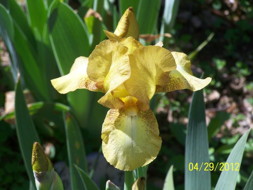Photo of Intermediate Bearded Iris (Iris 'Swizzle') uploaded by Misawa77