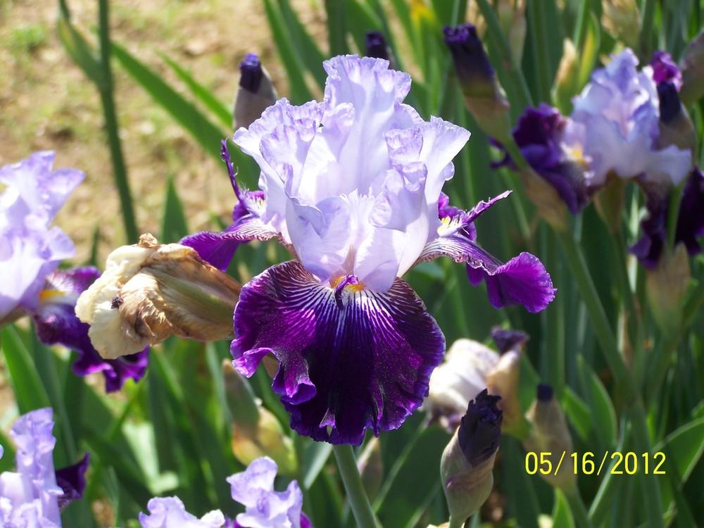 Photo of Tall Bearded Iris (Iris 'Unfinished Business') uploaded by Misawa77