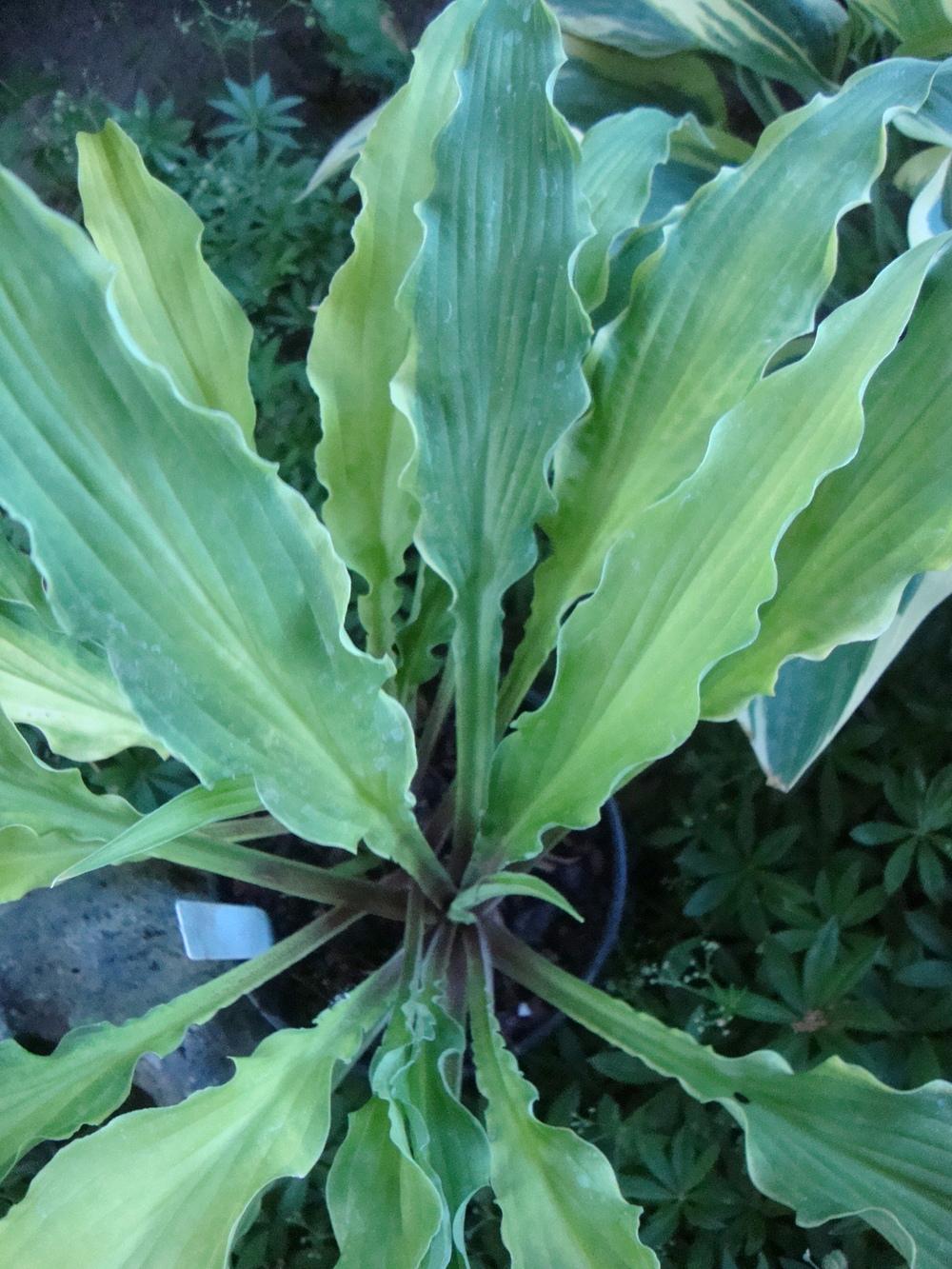 Photo of Hosta 'Curly Fries' uploaded by Paul2032