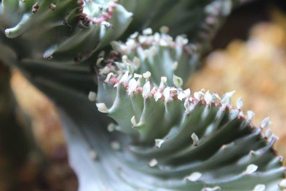 Photo of Elkhorn (Euphorbia lactea 'Cristata') uploaded by jeffgreen