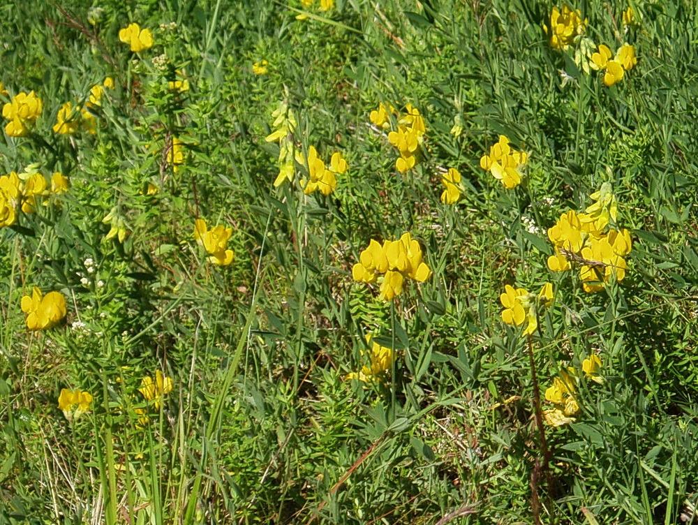 Photo of Meadow Vetchling (Lathyrus pratensis) uploaded by magga