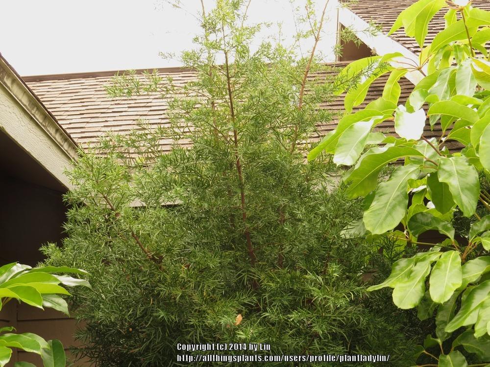 Photo of Weeping Podocarpus (Afrocarpus gracilior) uploaded by plantladylin