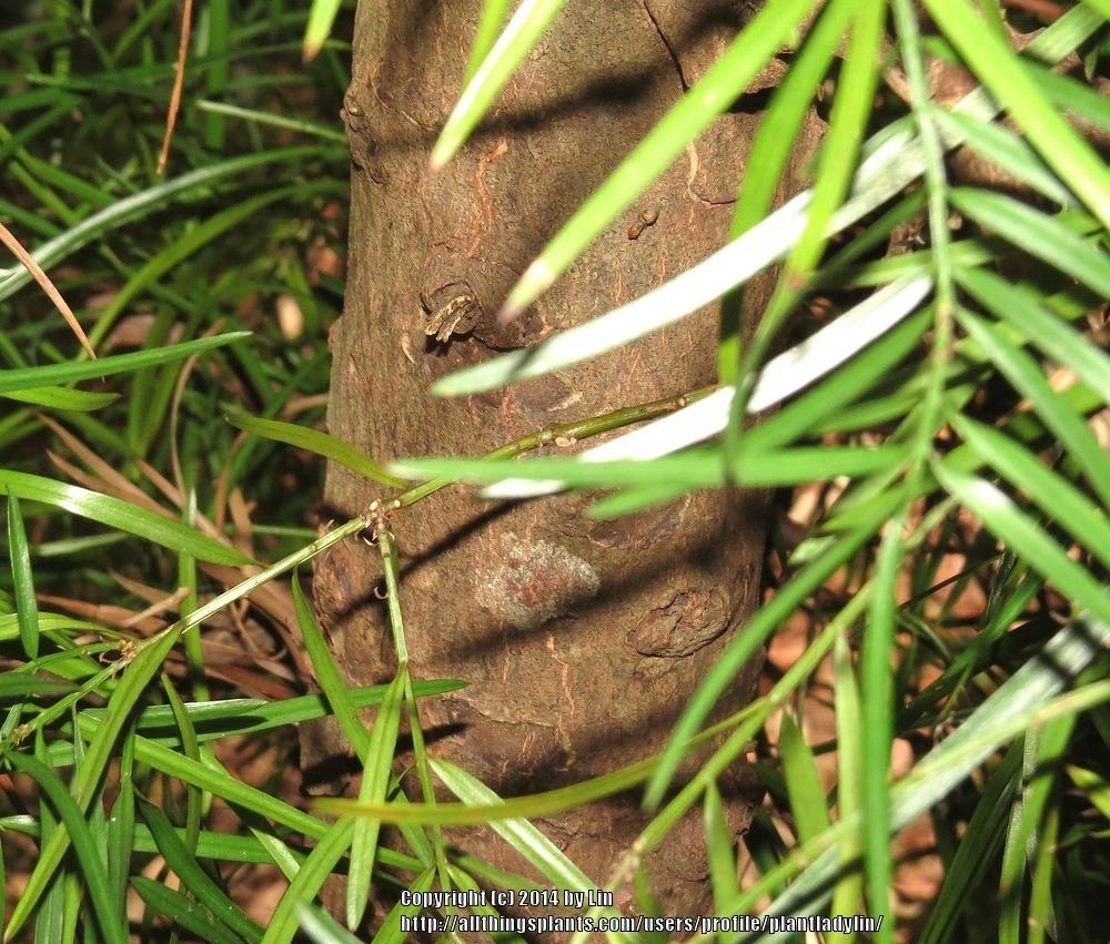 Photo of Weeping Podocarpus (Afrocarpus gracilior) uploaded by plantladylin