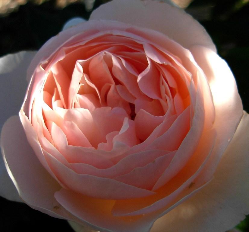 Photo of Rose (Rosa 'Heritage') uploaded by Gilli