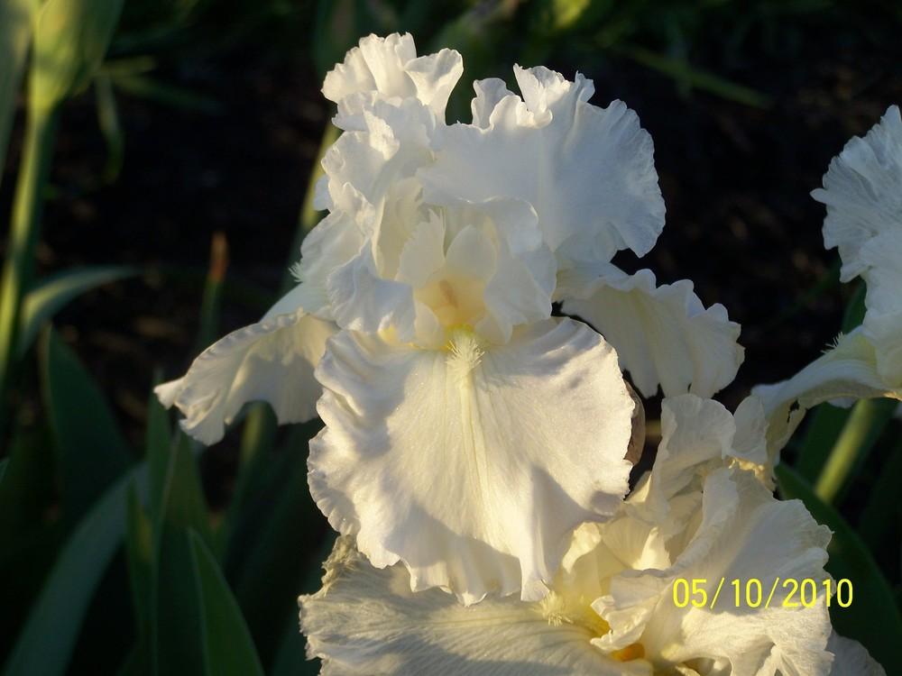 Photo of Tall Bearded Iris (Iris 'Wilma') uploaded by Misawa77