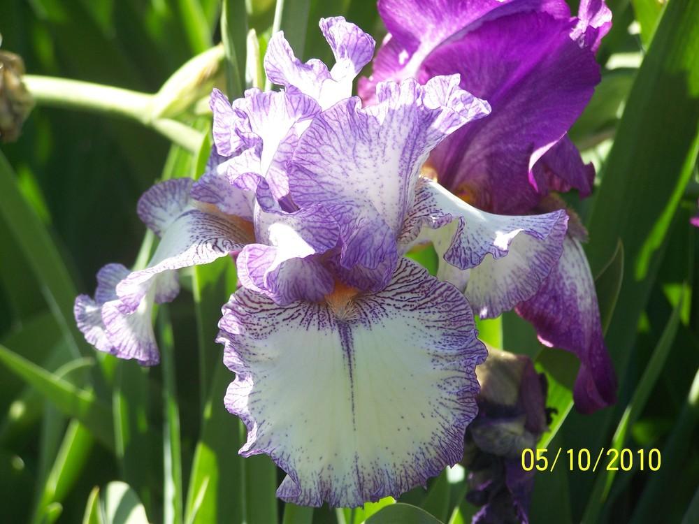 Photo of Tall Bearded Iris (Iris 'Sterling Stitch') uploaded by Misawa77
