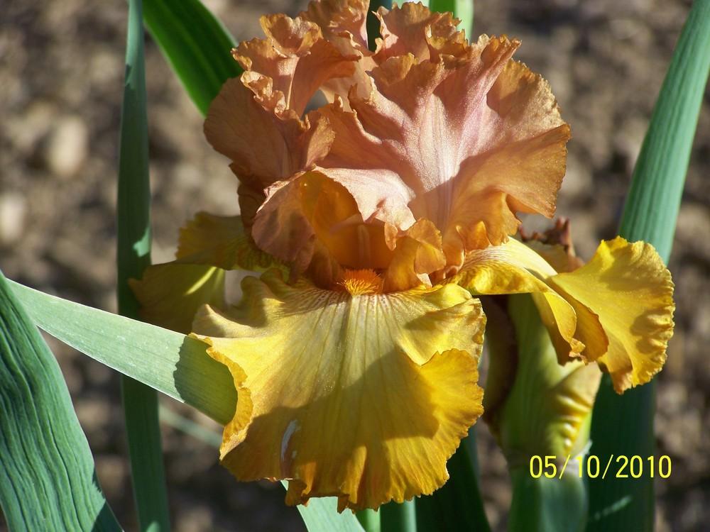 Photo of Tall Bearded Iris (Iris 'Wild West Wind') uploaded by Misawa77