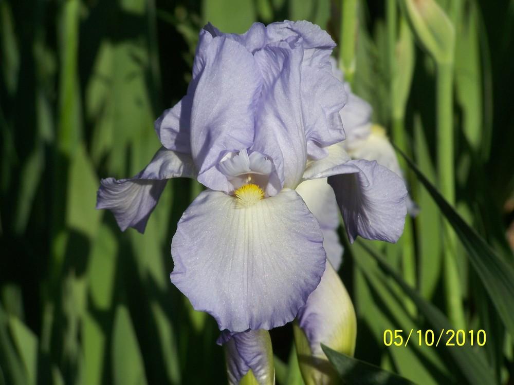 Photo of Tall Bearded Iris (Iris 'Helen McGregor') uploaded by Misawa77