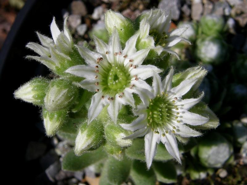 Photo of Hen and Chicks (Sempervivum arachnoideum 'Early Winter') uploaded by banker07
