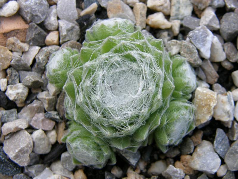 Photo of Hen and Chicks (Sempervivum arachnoideum 'Early Winter') uploaded by banker07