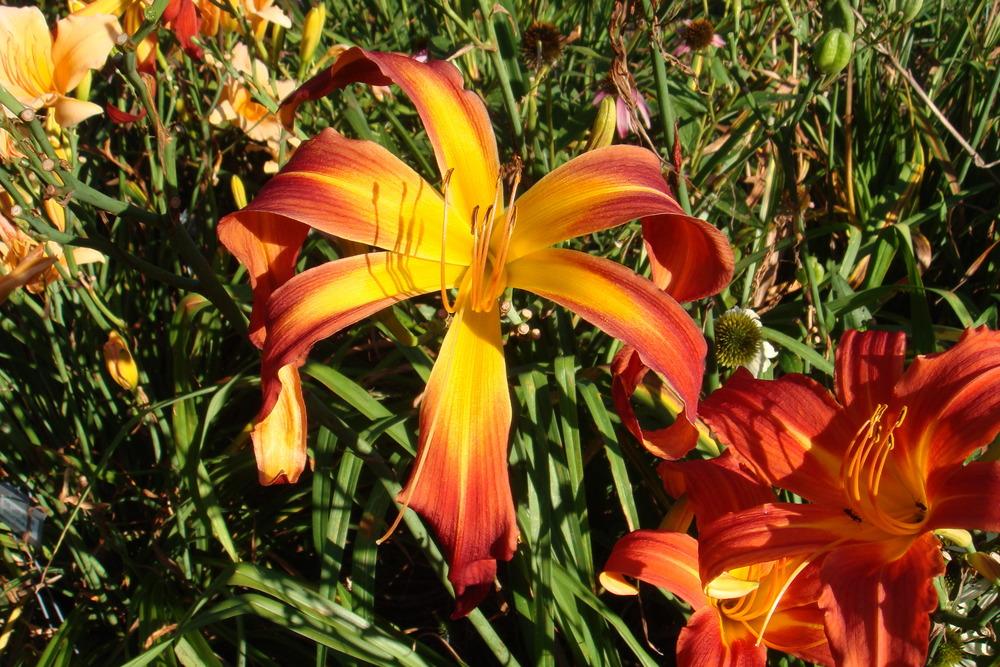 Photo of Daylily (Hemerocallis 'Droopy Drawers') uploaded by ccgarden