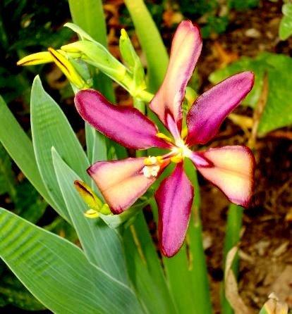 Photo of Species X Iris (Iris x norrisii 'Sangria') uploaded by ge1836