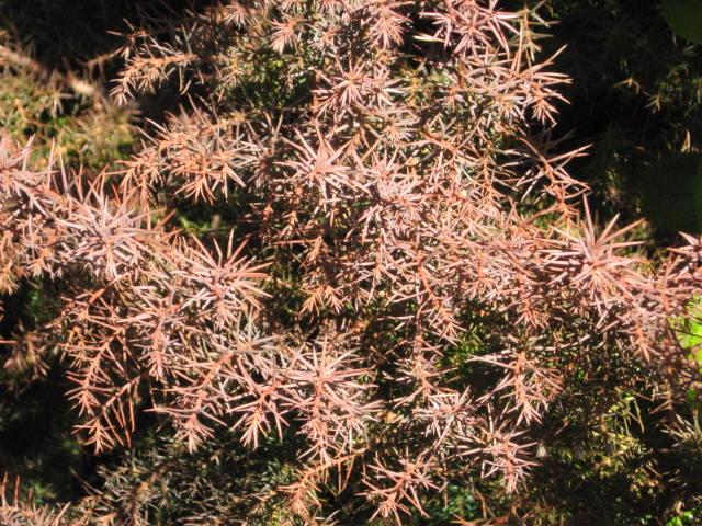Photo of Japanese Cedar (Cryptomeria japonica 'Elegans') uploaded by wcgypsy