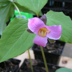 Location: Kentucky
Date: 2007-01-10
Trillium catesbei pink form