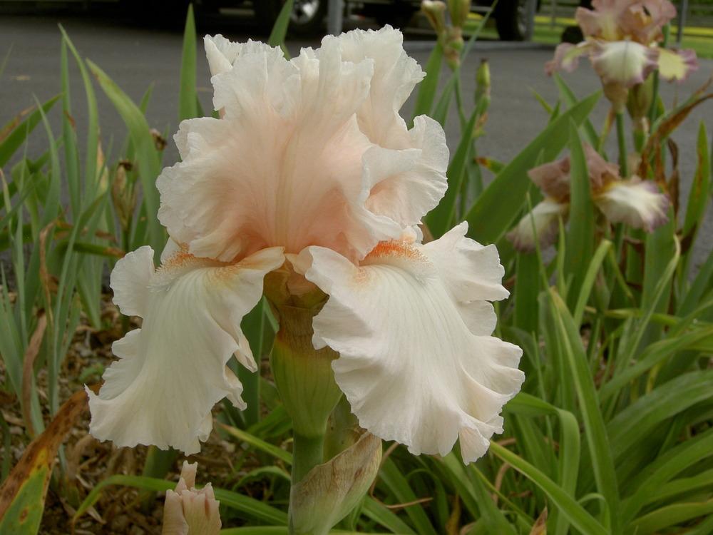 Photo of Tall Bearded Iris (Iris 'Society Page') uploaded by Muddymitts