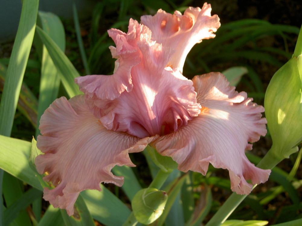 Photo of Tall Bearded Iris (Iris 'Designer Label') uploaded by Muddymitts