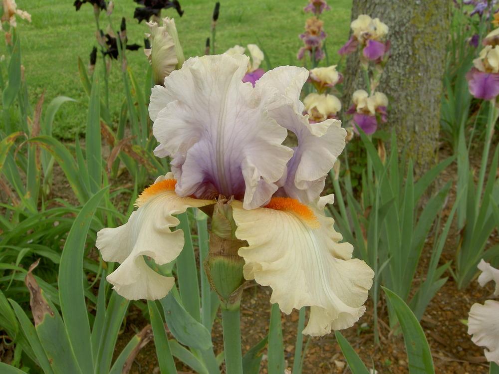 Photo of Tall Bearded Iris (Iris 'Opposing Forces') uploaded by Muddymitts