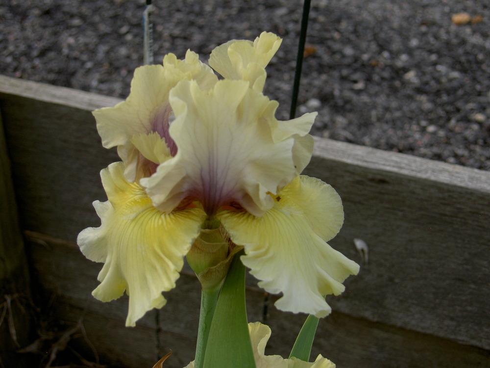 Photo of Tall Bearded Iris (Iris 'Secret Partner') uploaded by Muddymitts