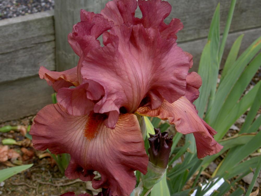 Photo of Tall Bearded Iris (Iris 'Code Red') uploaded by Muddymitts