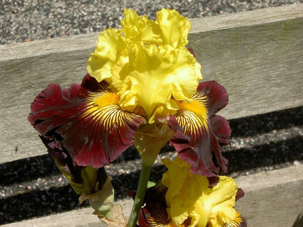 Photo of Tall Bearded Iris (Iris 'Pirate Ahoy') uploaded by Muddymitts