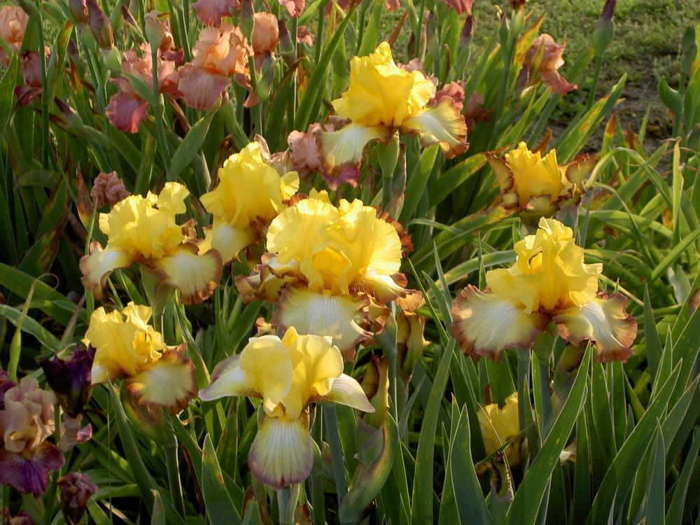 Photo of Tall Bearded Iris (Iris 'Clothed in Glory') uploaded by Muddymitts