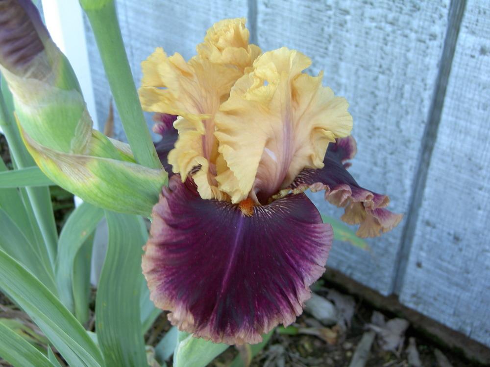 Photo of Tall Bearded Iris (Iris 'Hello It's Me') uploaded by Muddymitts
