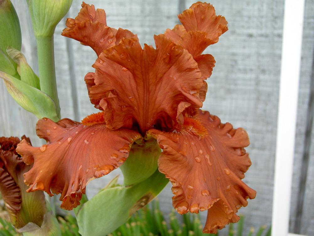 Photo of Tall Bearded Iris (Iris 'Rustle of Spring') uploaded by Muddymitts