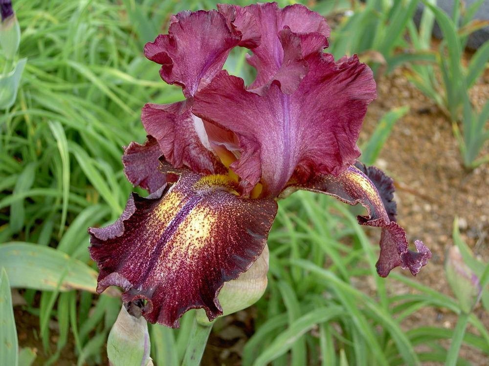 Photo of Tall Bearded Iris (Iris 'Colortart') uploaded by Muddymitts