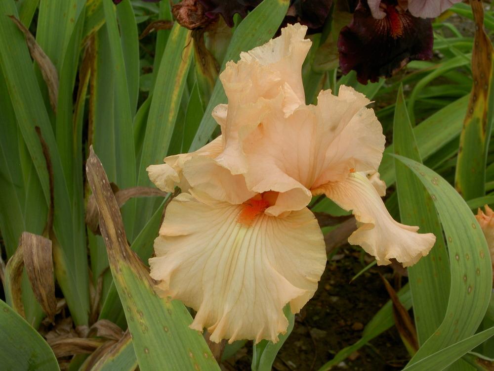 Photo of Tall Bearded Iris (Iris 'Feminine Fire') uploaded by Muddymitts