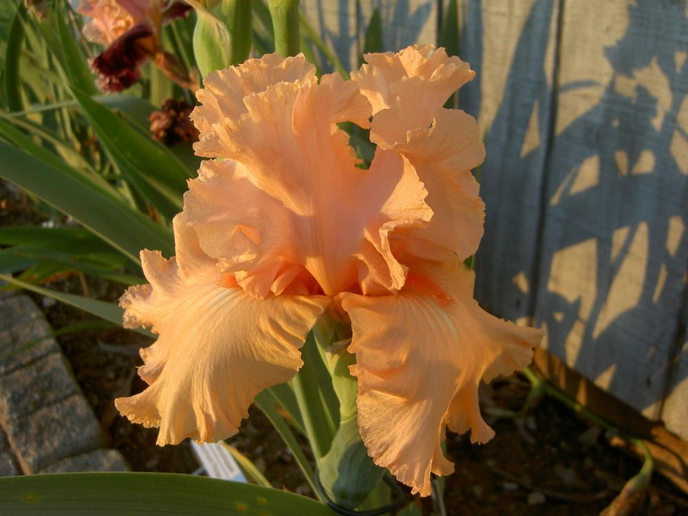 Photo of Tall Bearded Iris (Iris 'Southern Morning') uploaded by Muddymitts