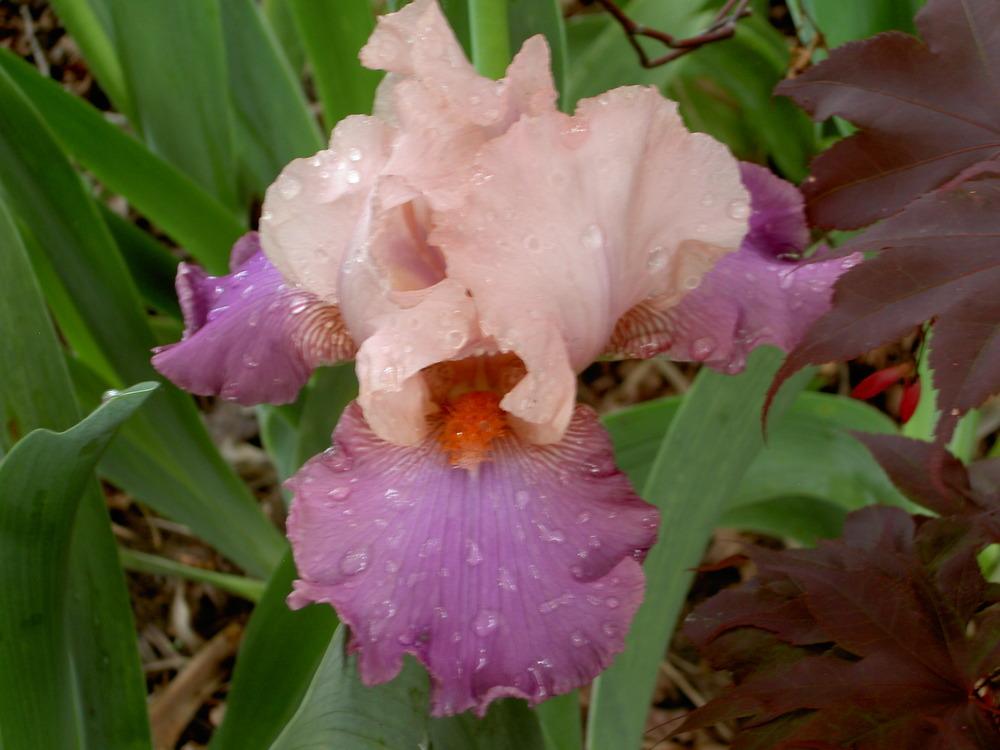 Photo of Tall Bearded Iris (Iris 'Indian Sunrise') uploaded by Muddymitts