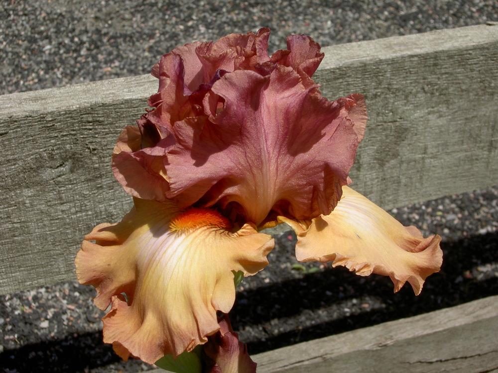 Photo of Tall Bearded Iris (Iris 'Beach Dance') uploaded by Muddymitts