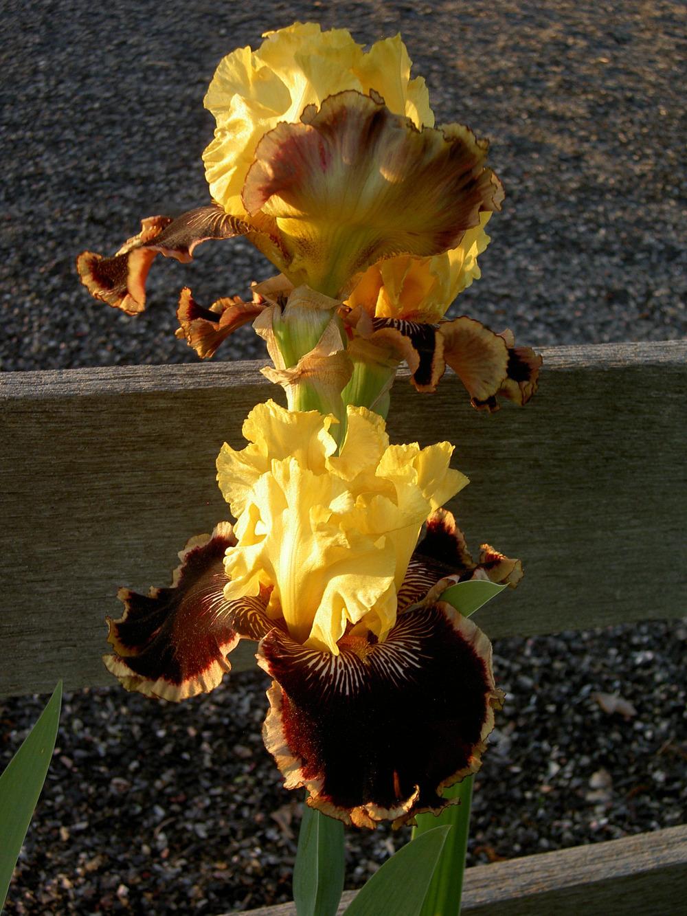 Photo of Tall Bearded Iris (Iris 'Indulgence') uploaded by Muddymitts