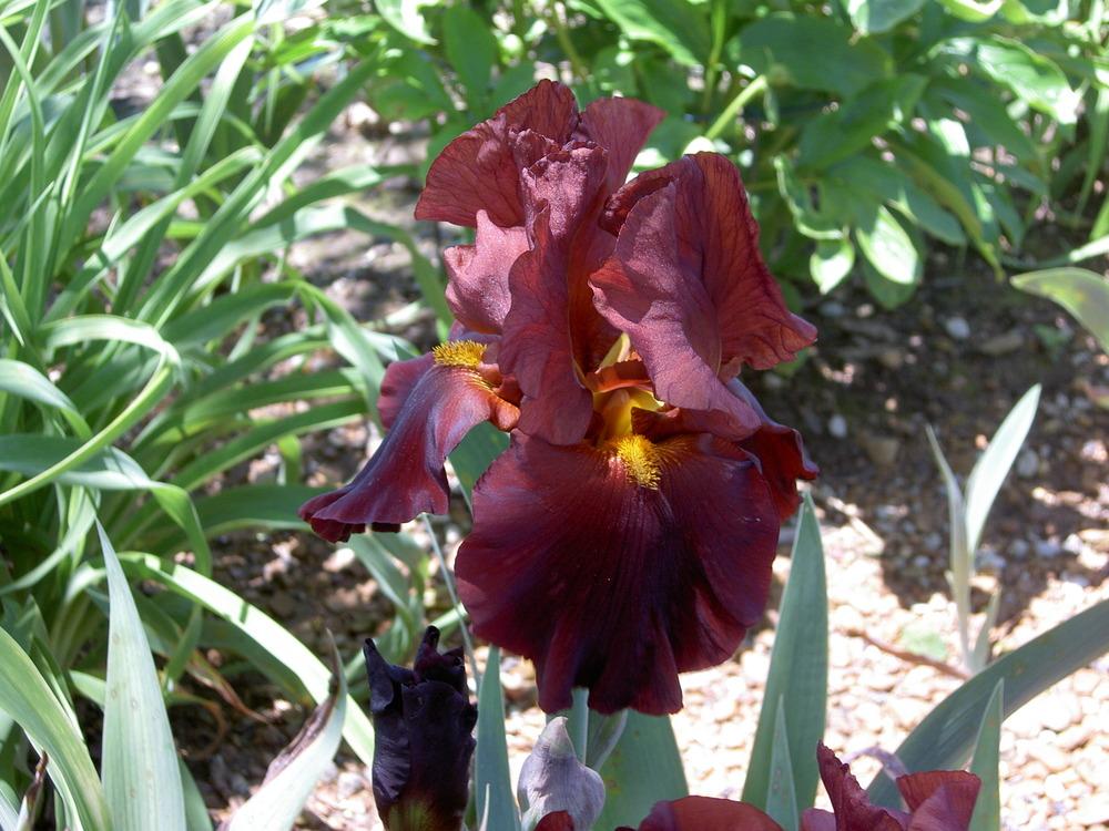 Photo of Tall Bearded Iris (Iris 'War Chief') uploaded by Muddymitts