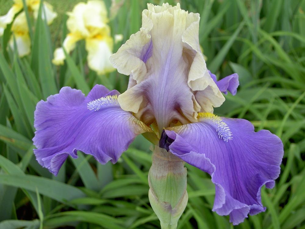 Photo of Tall Bearded Iris (Iris 'In Your Dreams') uploaded by Muddymitts