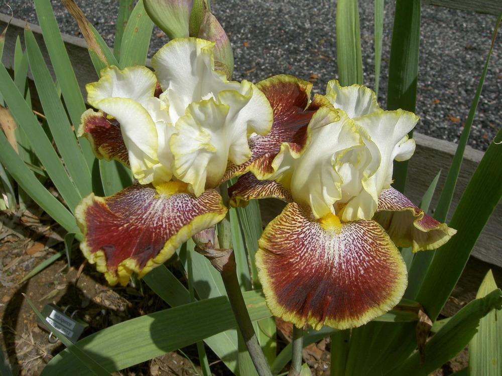 Photo of Tall Bearded Iris (Iris 'Carnival Ride') uploaded by Muddymitts