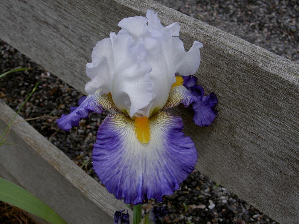 Photo of Tall Bearded Iris (Iris 'Brilliant Idea') uploaded by Muddymitts