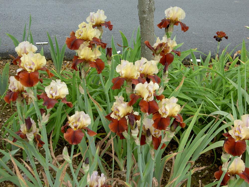 Photo of Tall Bearded Iris (Iris 'Lilac Wine') uploaded by Muddymitts
