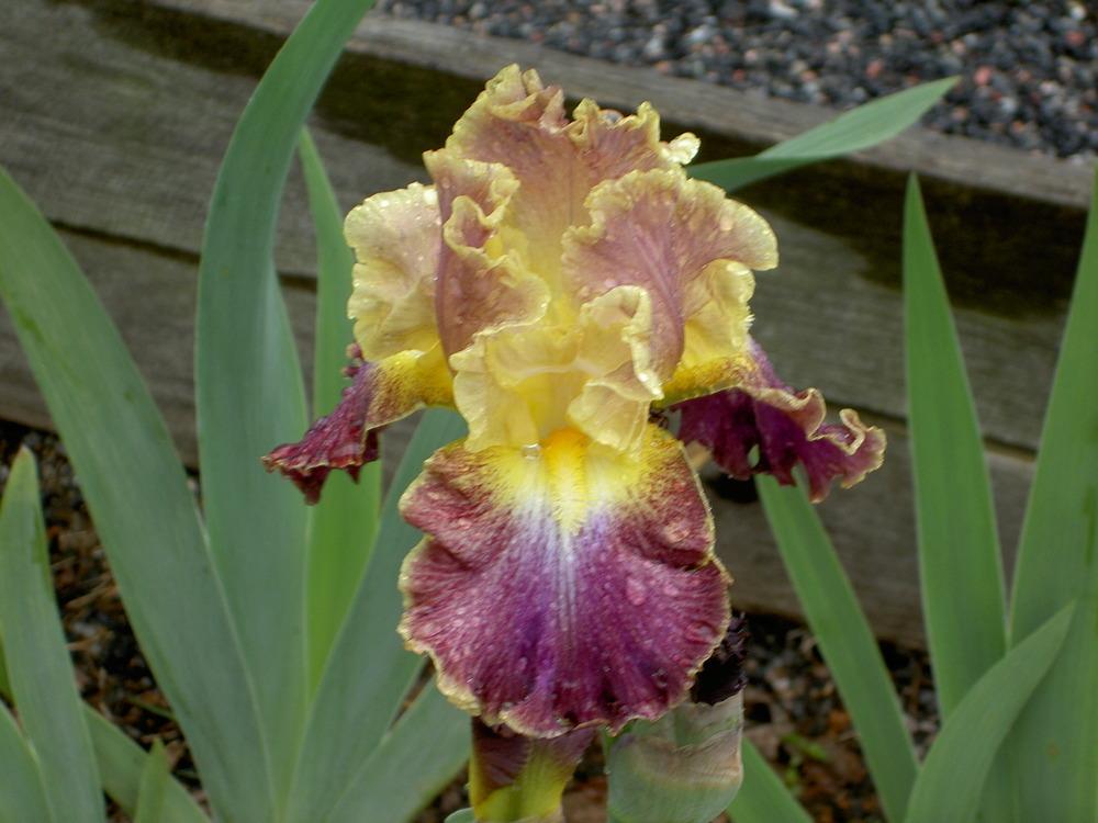 Photo of Tall Bearded Iris (Iris 'High Master') uploaded by Muddymitts