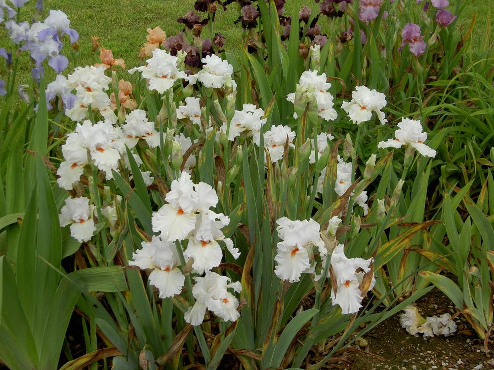 Photo of Tall Bearded Iris (Iris 'Nordica') uploaded by Muddymitts