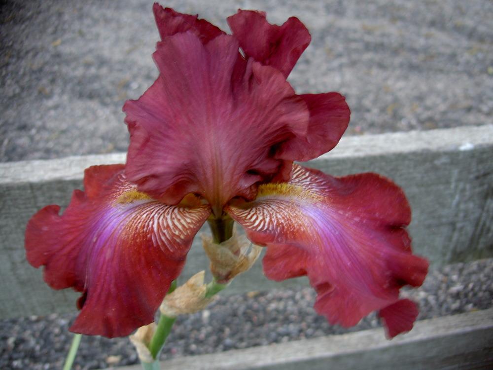 Photo of Tall Bearded Iris (Iris 'Society Lady') uploaded by Muddymitts