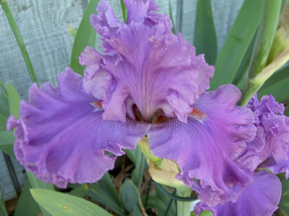 Photo of Tall Bearded Iris (Iris 'Cupid's Wish') uploaded by Muddymitts