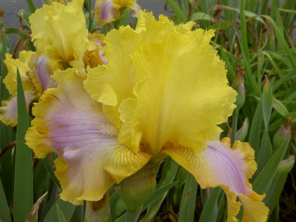 Photo of the bloom of Tall Bearded Iris (Iris 'Tequila Sunrise') posted