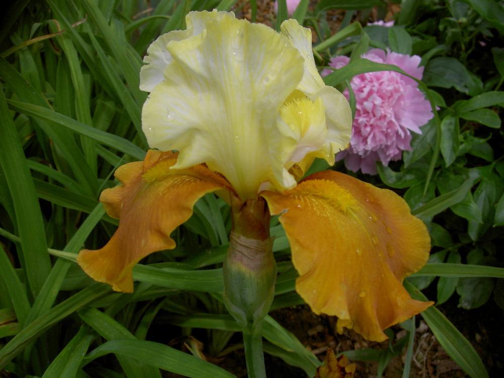Photo of Tall Bearded Iris (Iris 'Fall Fiesta') uploaded by Muddymitts