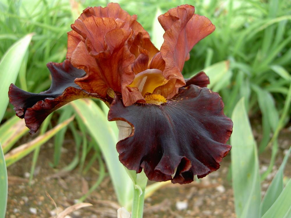 Photo of Tall Bearded Iris (Iris 'Terra del Fuoco') uploaded by Muddymitts