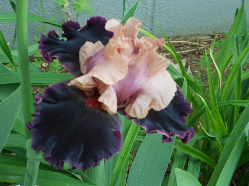 Photo of Tall Bearded Iris (Iris 'Prague') uploaded by Muddymitts