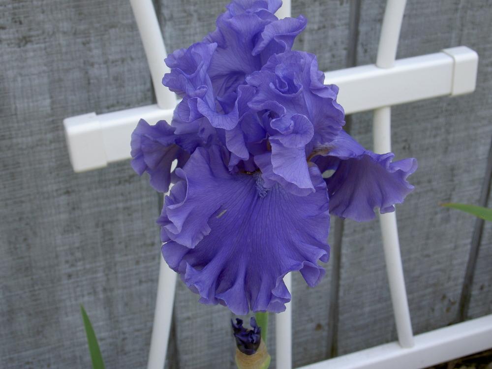 Photo of Tall Bearded Iris (Iris 'Sea Power') uploaded by Muddymitts